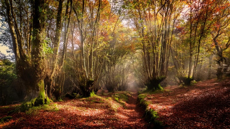 Lời Vọng Cổ: Khi Rừng Sim Thay Lá