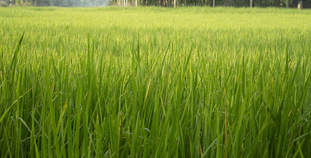 Hợp âm Lý Mỹ Trà cải lương